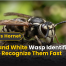 Black and White Wasp Identification: How to Recognize Them Fast