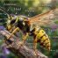 Body Parts of a Wasp | Anatomy Best Explained CT 2026