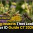 Flying Insects That Look Like Wasps Best ID Guide CT 2026