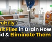 What Is Green Pest Control 3 Fruit Flies in Drain How to Find & Eliminate Them