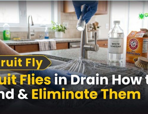 Fruit Flies in the Drain: How to Find & Eliminate Them