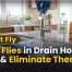 Fruit Flies in Drain How to Find & Eliminate Them
