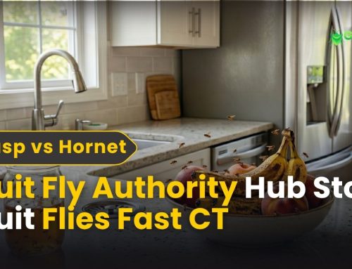 Fruit Fly Authority Hub: Stop Fruit Flies Fast