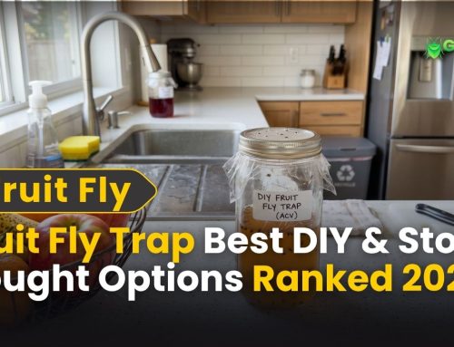 Fruit Fly Trap: Best DIY & Store-Bought Options Ranked