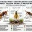 Hornets vs Yellow Jackets vs Wasps: Key Differences Explained 2 Hornets vs Yellow Jackets vs Wasps | Best ID Guide CT 2026