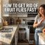 How to Get Rid of Fruit Flies Fast (2026 Guide)