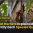 Kinds of Hornets Explained: How to Identify Each Species Quickly 2 Kinds of Hornets Explained: How to Identify Each Species Quickly