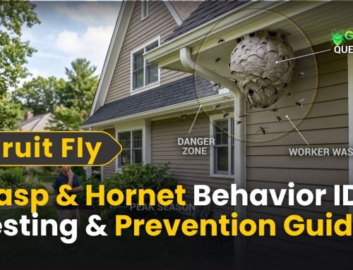 Wasp & Hornet Behavior: ID, Nesting & Prevention Guide