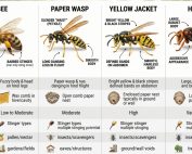 Tips to Keep Bugs and Pests Out of Your Home 4 Wasps vs Hornet vs Yellow Jacket vs Bees | Best Guide 2026