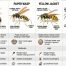 Wasps vs Hornets vs Yellow Jackets vs Bees: Key Differences Explained 2 Wasps vs Hornet vs Yellow Jacket vs Bees | Best Guide 2026