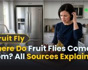 How to Get rid of Ants 2 Where Do Fruit Flies Come From? All Sources Explained