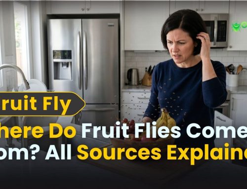 Where Do Fruit Flies Come From? All Sources Explained