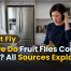 Where Do Fruit Flies Come From? All Sources Explained 8 Where Do Fruit Flies Come From? All Sources Explained