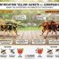 Yellow Jacket vs European Hornet: Identification, Behavior & Sting Comparison 9 Yellow Jacket vs European Hornet | ID & Sting Guide