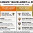 Yellow and Black Striped Wasp Identification | Danger Guide CT