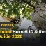 Bald Faced Hornet ID & Removal Best Guide 2026