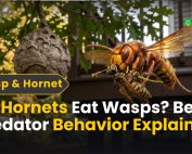 What Is Green Pest Control 5 Do Hornets Eat Wasps Best Predator Behavior Explained