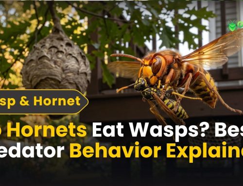 Do Hornets Eat Wasps? Predator Behavior Explained