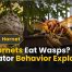 Do Hornets Eat Wasps? Predator Behavior Explained 2 Do Hornets Eat Wasps Best Predator Behavior Explained