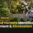 Ground Hornets Identification, Treatment & Elimination 2026
