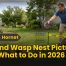 Ground Wasp Nest: Pictures, ID & What to Do in 2026