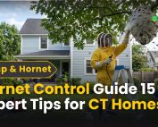 What Is Green Pest Control 2 Hornet Control Guide: 15 Expert Tips for CT Homes