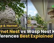How do IPM programs work? 2 Hornet Nest vs Wasp Nest Key Differences Explained