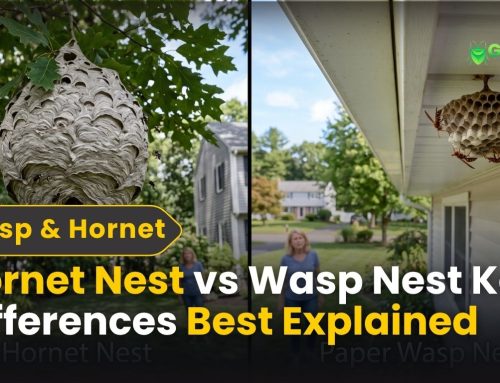 Hornet Nest vs Wasp Nest: Key Differences Explained