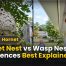 Hornet Nest vs Wasp Nest Key Differences Explained