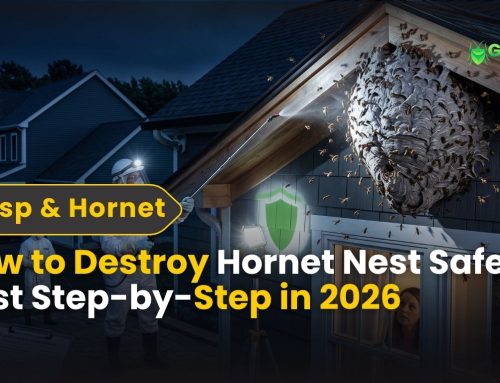 How to Destroy a Hornet Nest Safely: Step-by-Step