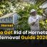 How to Get Rid of Hornets Nest: Best Removal Guide 2026
