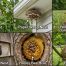 Nest Identification Guide Bird, Bee, Wasp & Hornet Nests (2026)