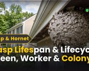 What Is Green Pest Control 3 Wasp Lifespan & Lifecycle: Queen, Worker & Colony