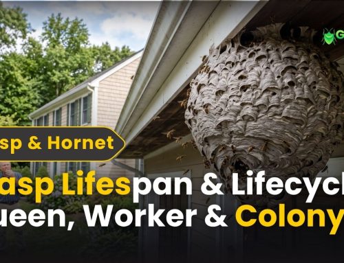 Wasp Lifespan & Lifecycle: Queen, Worker & Colony