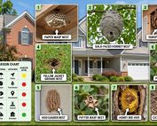 How do IPM programs work? 3 Wasp Nest Identification Chart Best Every Type Explain 2026