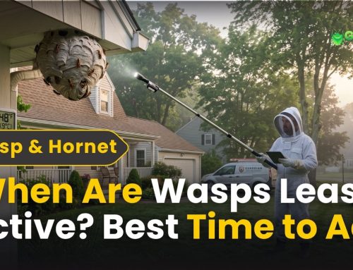 When Are Wasps Least Active? Best Time to Act