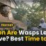 When Are Wasps Least Active? Best Time to Act 8 When Are Wasps Least Active? Best Time to Act