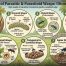 7 Types of Parasitic Parasitoid Wasp: Ultimate Best Guide