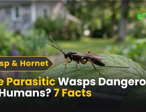 Are Parasitic Wasps Dangerous to Humans? 7 Facts