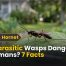 Are Parasitic Wasps Dangerous to Humans? 7 Facts 2 Are Parasitic Wasps Dangerous to Humans? 7 Facts