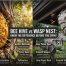 Bee Hive Wasp Nest How to Tell Them Best Apart in 2026