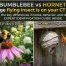 Bumblebee vs Hornet: Best ID Guide & Danger Levels in 2026