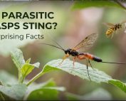 Good Lawn Maintenance with Pest Control 3 Do Parasitic Wasps Sting? 7 Surprising Facts
