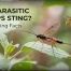 Do Parasitic Wasps Sting? 7 Surprising Facts You Should Know 2 Do Parasitic Wasps Sting? 7 Surprising Facts
