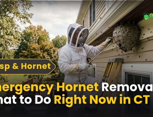 Emergency Hornet Removal: What to Do Right Now