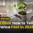 Fly vs Gnat How to Tell the Difference Fast in 2026