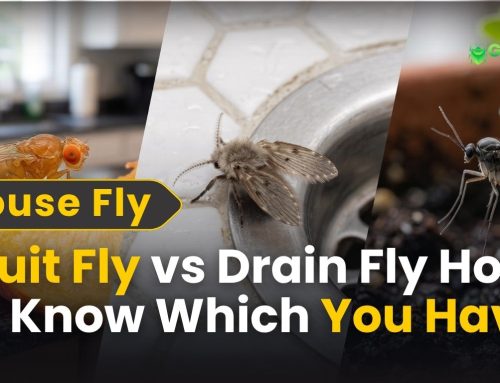 Fruit Fly vs Drain Fly: How to Know Which You Have