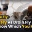 Fruit Fly vs Drain Fly: How to Know Which You Have 2 Fruit Fly vs Drain Fly How to Know Which You Have
