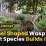 Funnel Shaped Wasp Nest: What Species Makes These? 2 Funnel Shaped Wasp Nest: What Species Builds It?