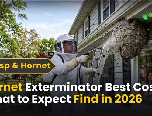 Hornet Exterminator: Cost, What to Expect & How to Find One